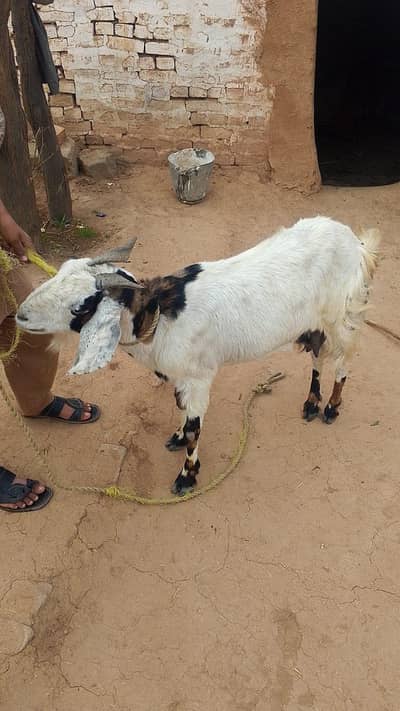 Goat for sale