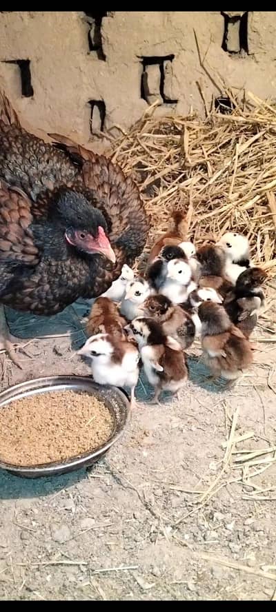 Peela or Lasani cross quality pure aseel