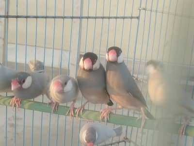 Fawn Java, Silver Java, Gray Java