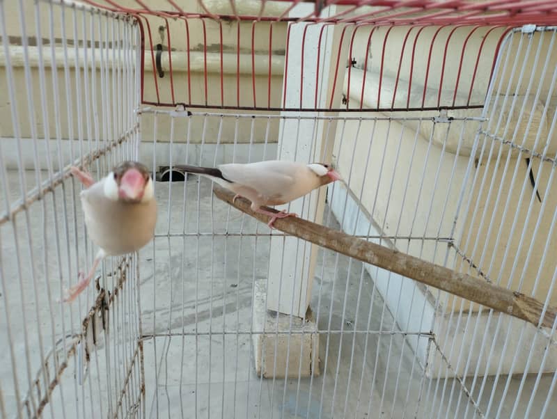 Fawn Java, Silver Java 0