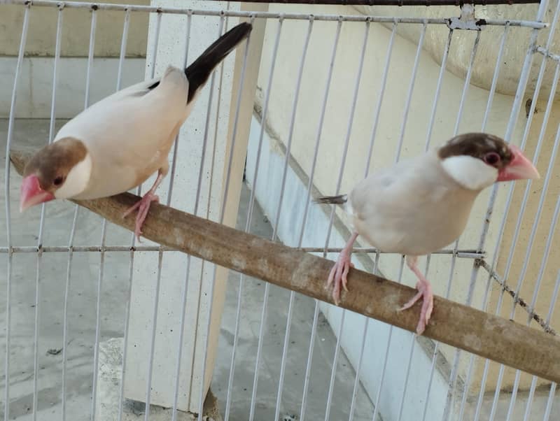 Fawn Java, Silver Java 1