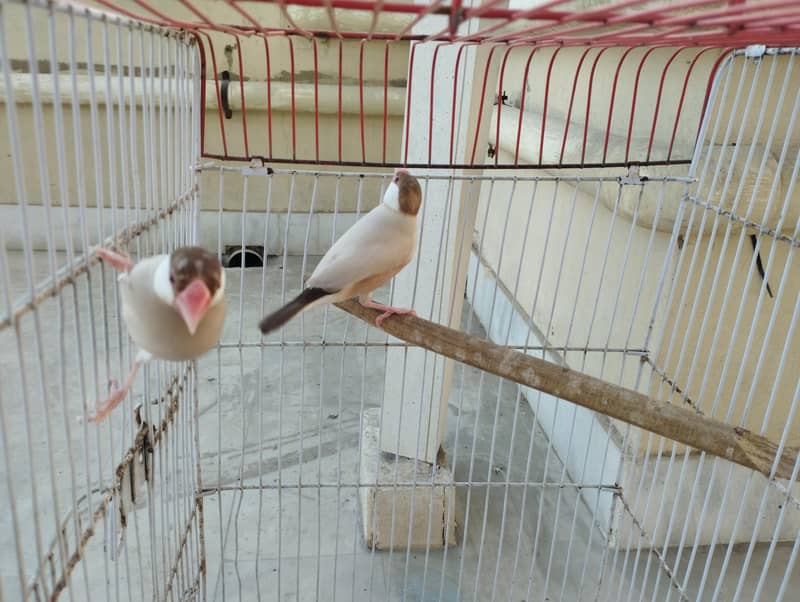 Fawn Java, Silver Java 2