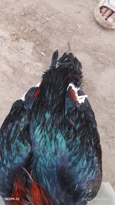 Lasani cross bird hy outclass quality main