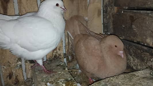 king jambo size breeder pair