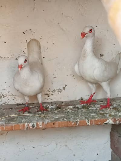 danish breeder pair beautiful healthy and active