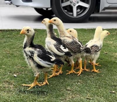 Shamo Chicks For Sale black and blue ( Lahore )