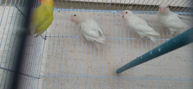 Lovebirds Albino Creamino pair
