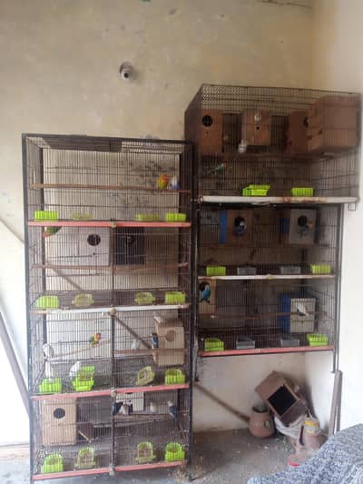 whole setup of lovebirds