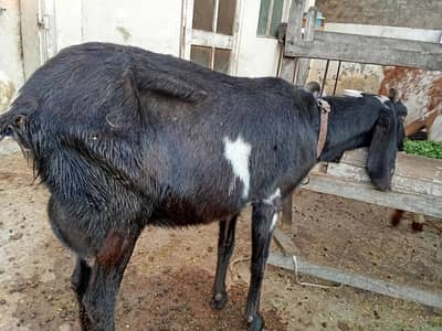 2 bakria for sale aik k sath aik path ha aik dood wali ha