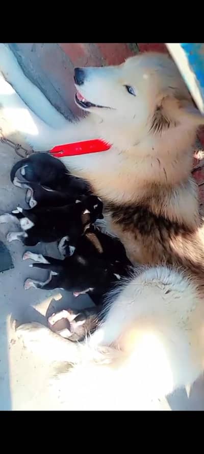 Siberian Husky pups available