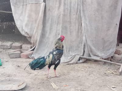 Aseel Murga For Sale