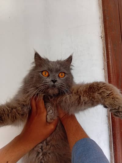 Friendly persian triple costed cat for sale