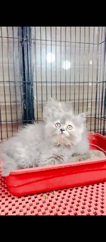 Persian cat for self male female vaccine clear 0319=71=87=068=