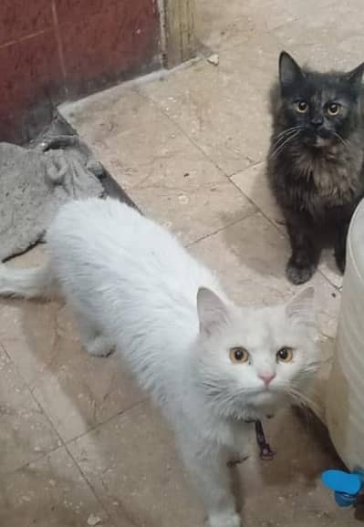 Persian White Male Cat