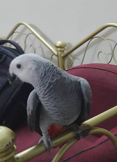 Grey Parrot Chick