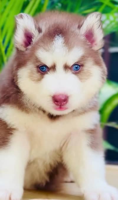 Siberian husky dog for sale 2 month age Whatsapp no 03222352063