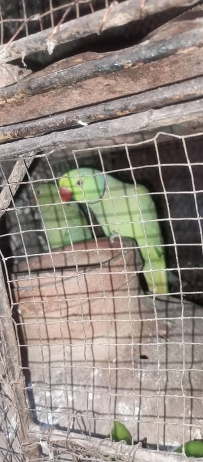 ring Nick pair for sale