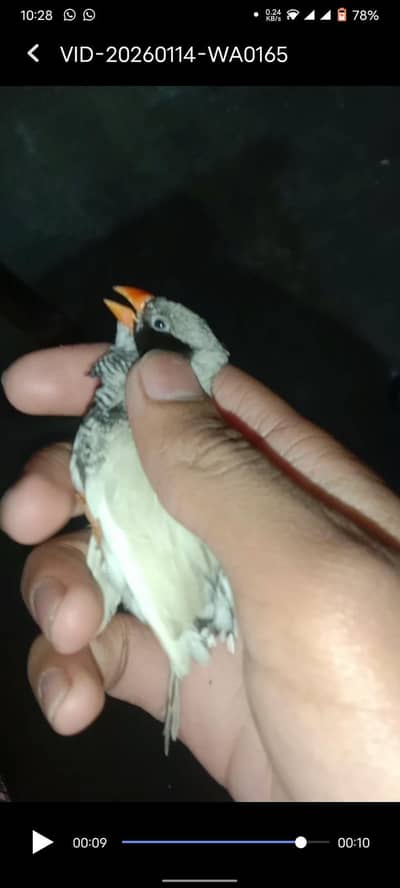 light back black cheek male or Fown Female King size pair For sale