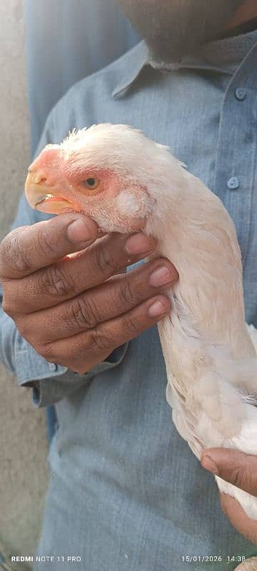 parrot big murga far sal my WhatsApp number 0328.079. 70.78