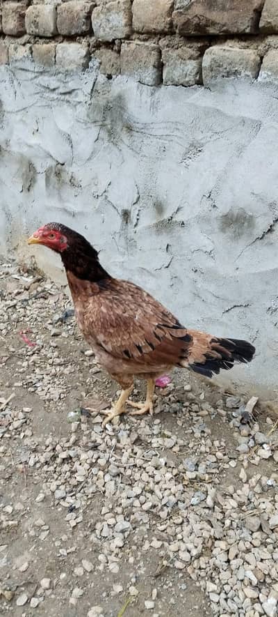 Aseel madi /Aseel murgi for sale/ Madi for sale/ Aseel murgi