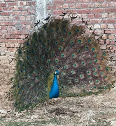 mor for sale male female available my WhatsApp number 03457084434