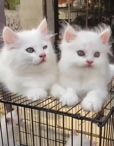 Persian female kitten for sale My WhatsApp number 03 20 24 100 47