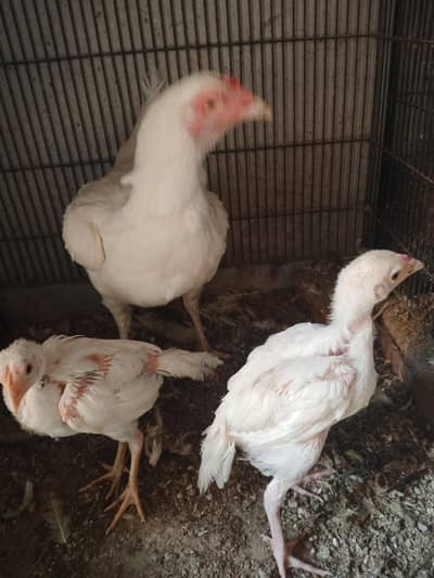 Heera chick's 03201045171