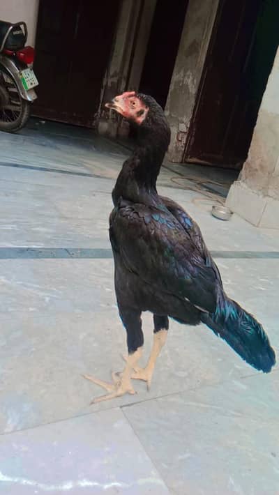 6 bird's , 5, 5 , thousand k total 30000