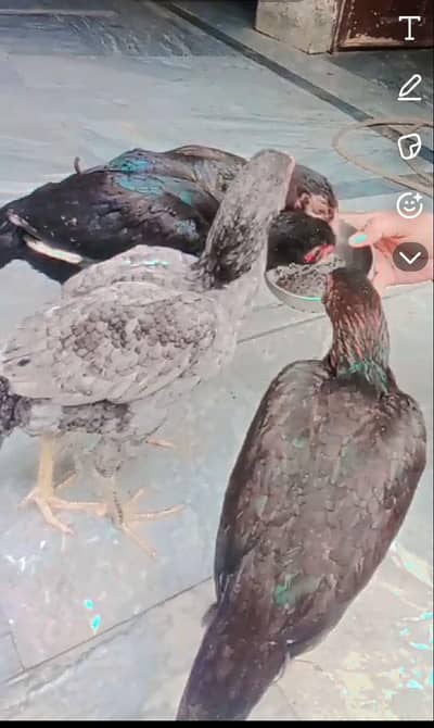 6 bird's , 3,  .  3, thousand k