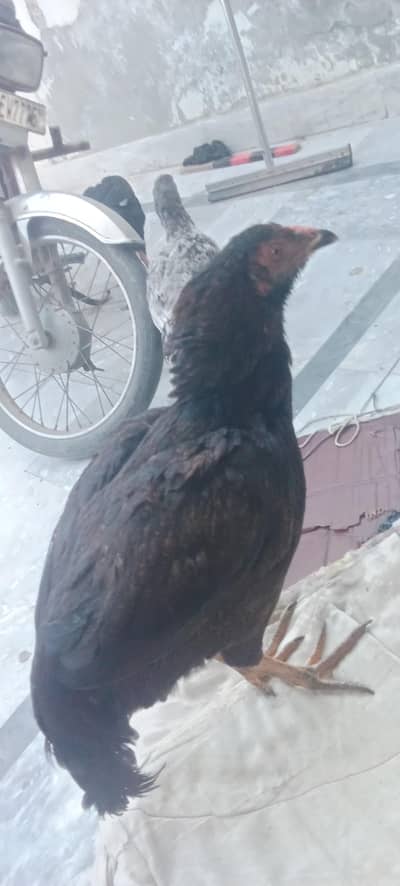 lasani and shamo myrghi