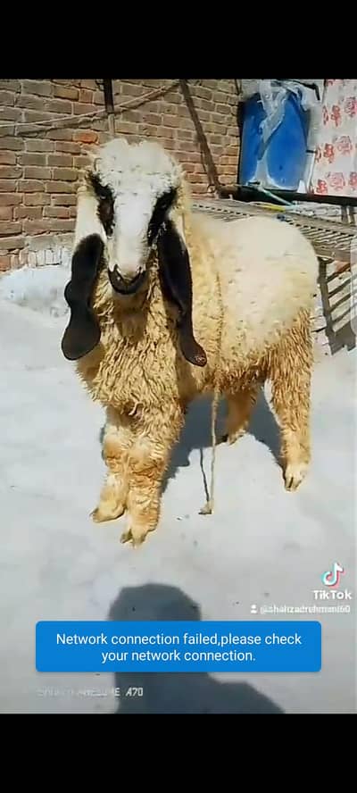 wazni chatra qurbani kay leye ghar ka rakha howa