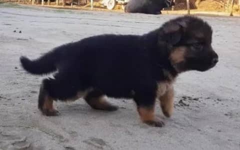 German shepherd puppies available