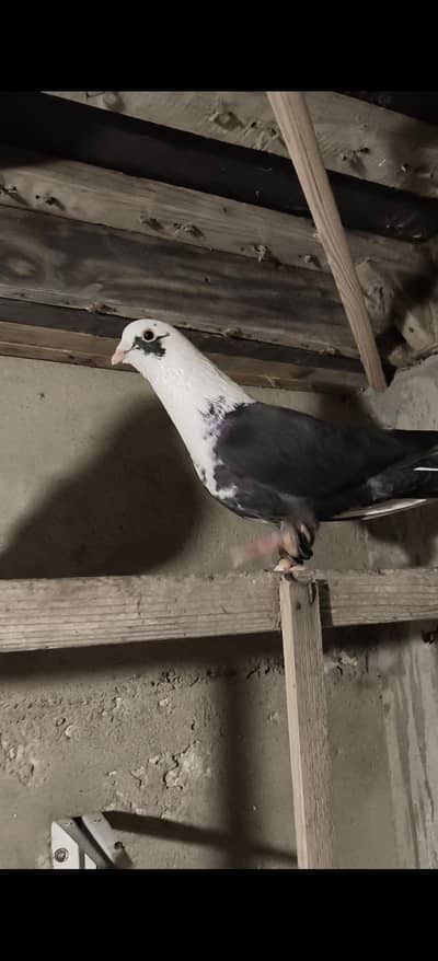 karbalai pigeon