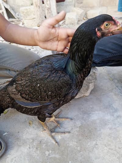 aseel galvi madi for urgent  for sell pure hai