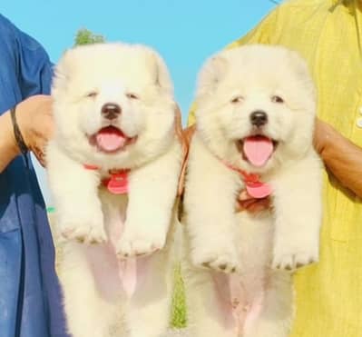 Alabai | King alabai | alabai puppies pair | alabai dog for sale