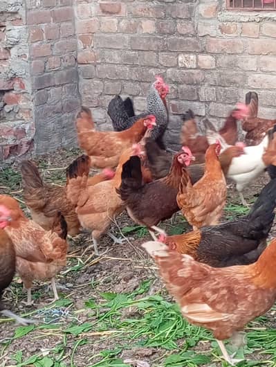 120 peace egg lying murgi for sale ha