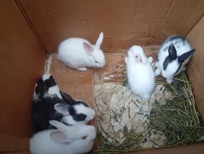 Rabbit black and white