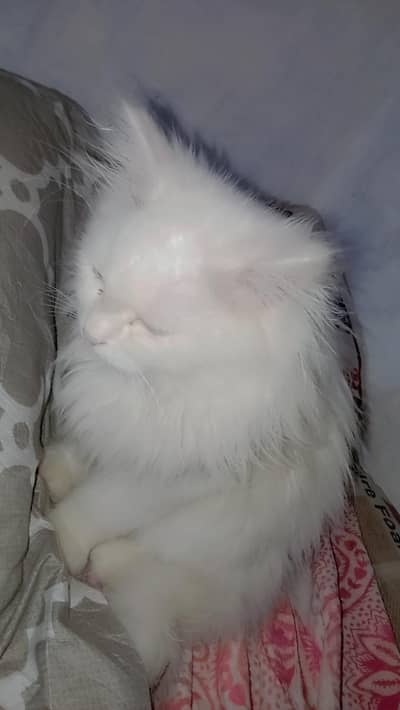 fluffy percian cat