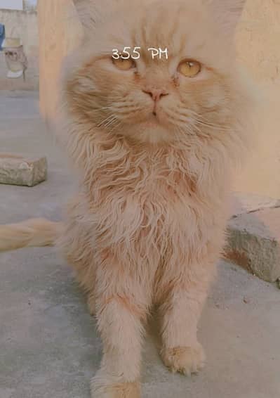 Urgently sale, male Persian cat