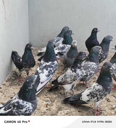 Highflyer Pigeons, Kabli setup for sale