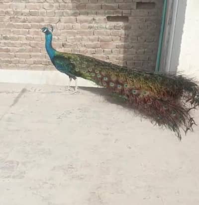 Peacock Indian Blue, White ,Black sholder available