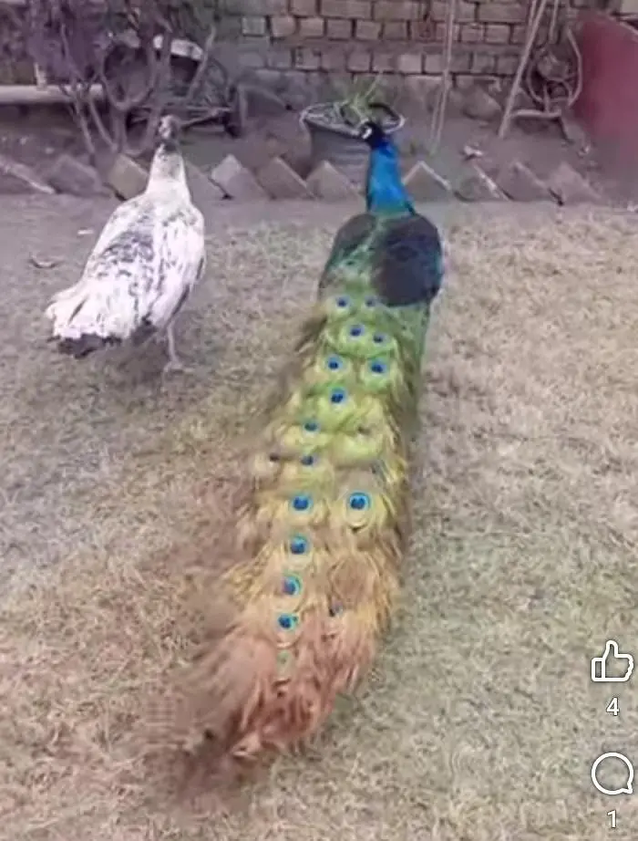 Peacock Indian Blue, White ,Black sholder available