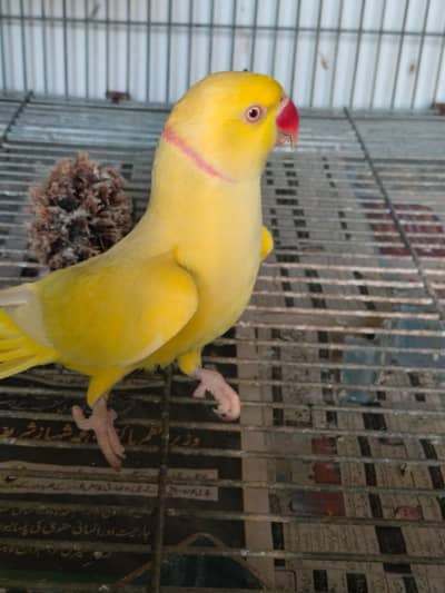 Yellow Ringneck Talking Male