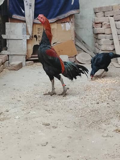 aseel murga Burma  maqoya