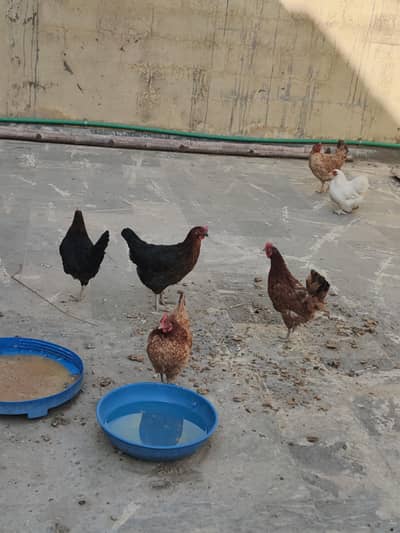 Hens urgent sell. eggs WALA
