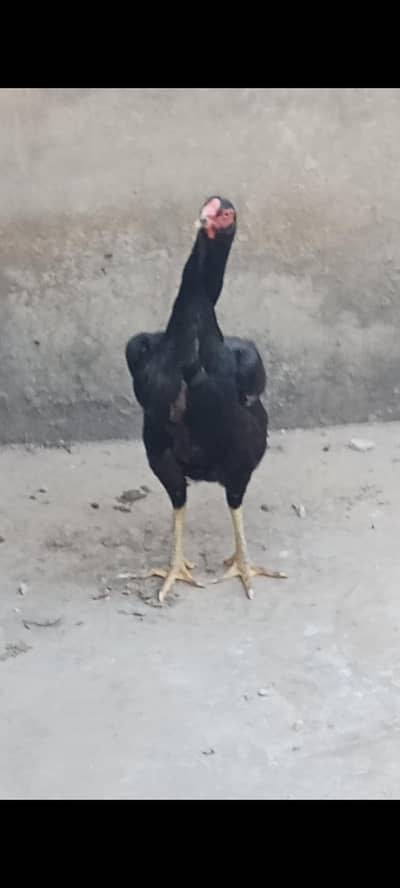 Aseel shamo Female (Eggs De rhi hy) (03225360298)