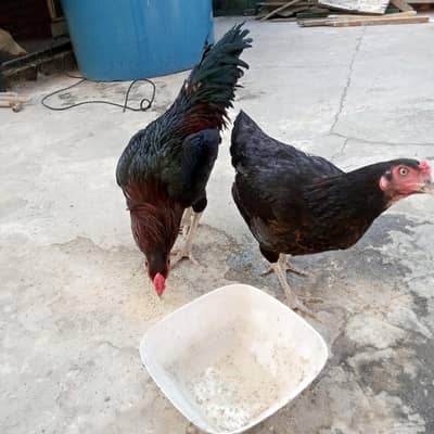 Desi pair for sale. .