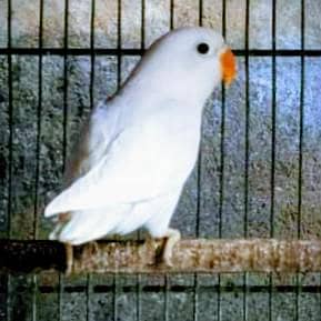 ALBINO SPLIT RED EYE