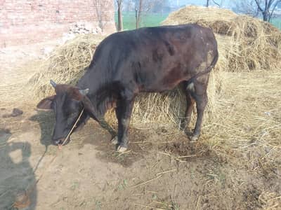 2 daant bachri ready for seman