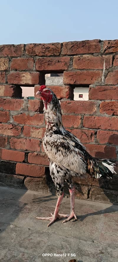 Pakistani male full long height age 8 mah 14 days. .